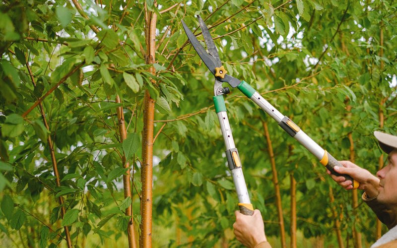Tree trimming in Fort Monmouth, NJ